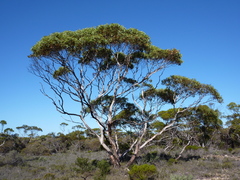 Eucalyptus cooperiana