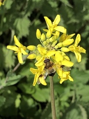 Leucozona lucorum