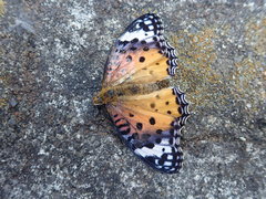 Argynnis hyperbius