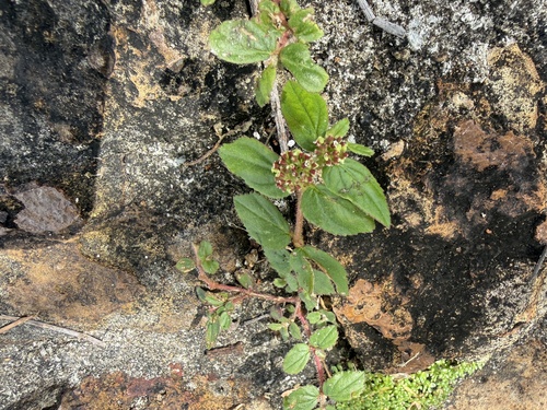 Asthma Plant