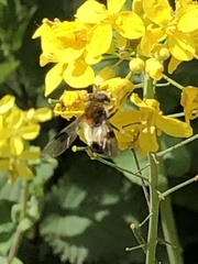 Leucozona lucorum