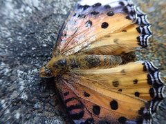 Argynnis hyperbius