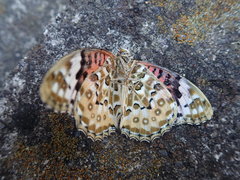 Argynnis hyperbius