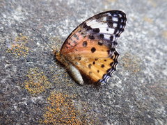 Argynnis hyperbius
