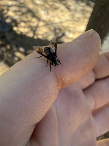 iNaturalist observation photo of Deer Flies