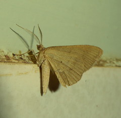 Chiasmia inconspicua