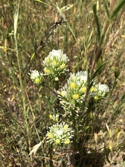 Castilleja attenuata