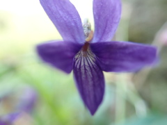 Viola