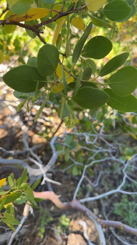 iNaturalist observation photo of greenleaf manzanita
