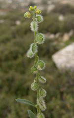 Clypeola aspera