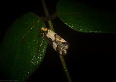 Philenora chionastis