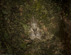 Polylopha epidesma