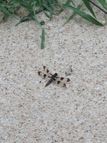 Common Whitetail