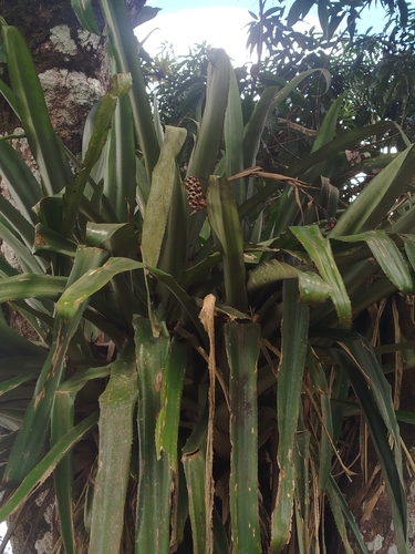 Aechmea bromeliifolia