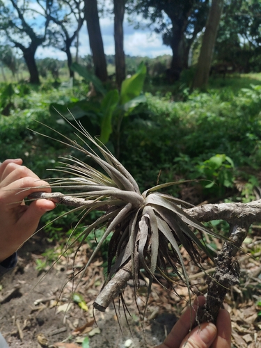 Tillandsia gardneri