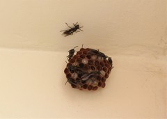 Mischocyttarus cassununga