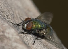 Lucilia