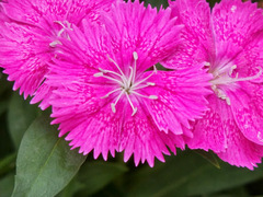 Dianthus gratianopolitanus