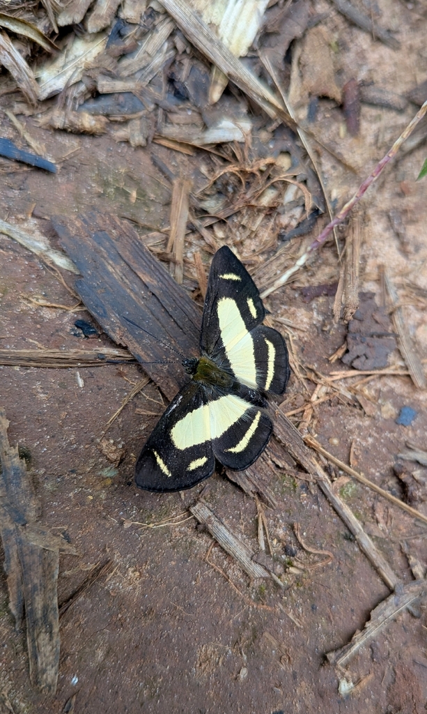 Synargis regulus