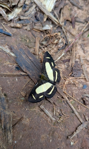 Synargis regulus