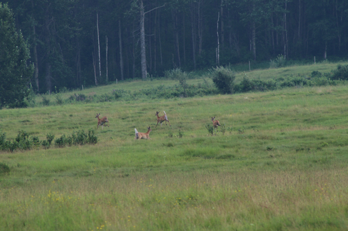 White-tailed Deer