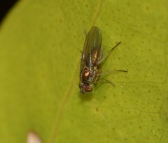 Dolichopodinae