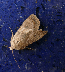 Caradrina clavipalpis