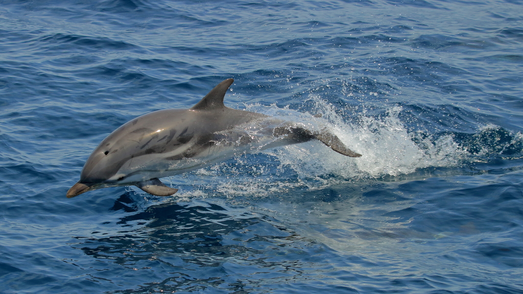 Striped dolphin porpoising through a wave