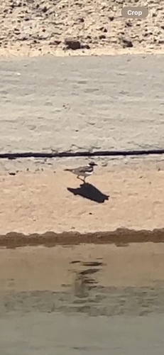North American Killdeer