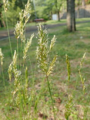 Poaceae