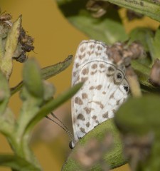 Leptotes cassius cassius