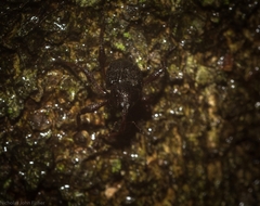 Onidistus araneus