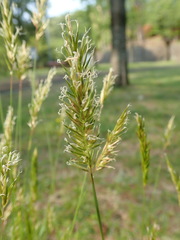 Poaceae