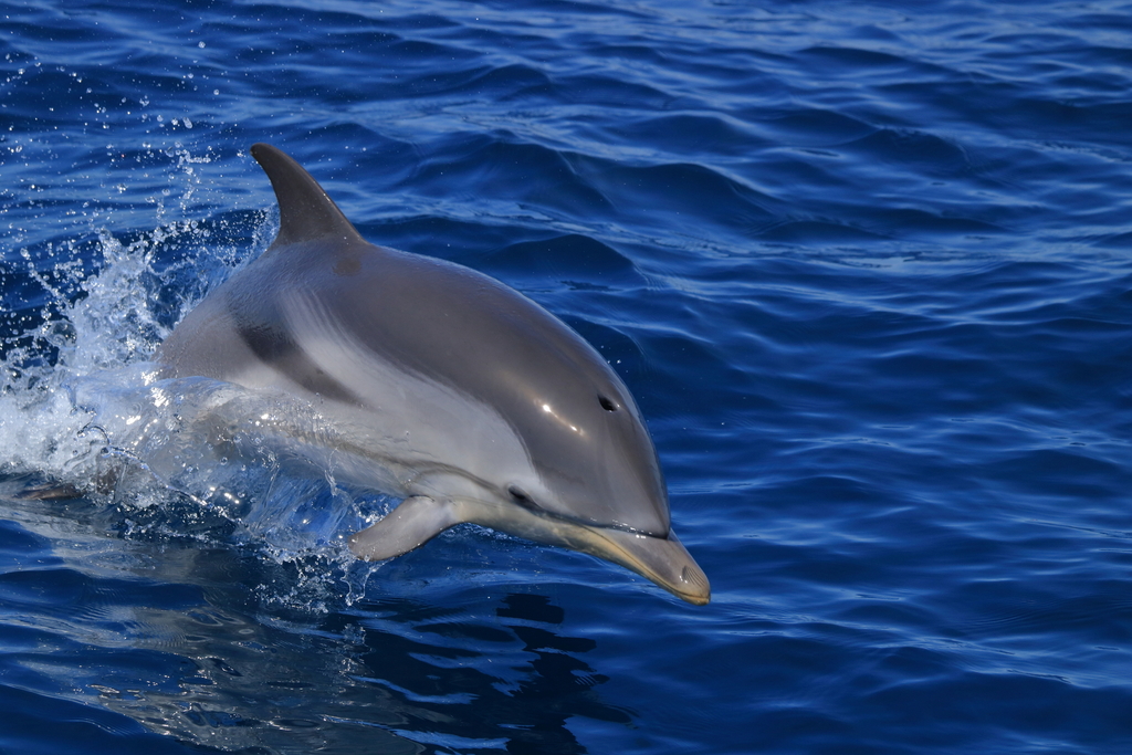 Striped dolphin bursting from blue water, eye stripe visible
