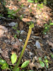 Sarracenia rubra