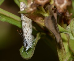 Leptotes cassius cassius