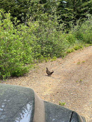 Franklin's Grouse