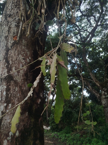 Epiphyllum phyllanthus