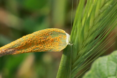 Puccinia hordei