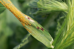 Puccinia hordei