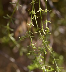 Angiospermae