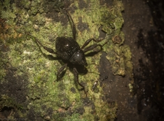Onidistus araneus