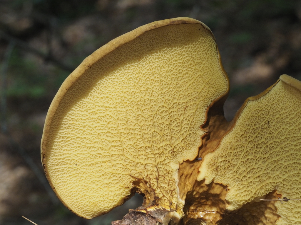 ash-tree bolete · July 2026 · photo: Photo: (c) Abby Hyde, some rights reserved (CC BY) · iNaturalist