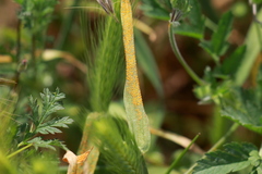 Puccinia hordei
