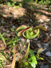Sarracenia rubra