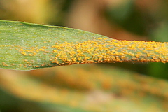 Puccinia hordei