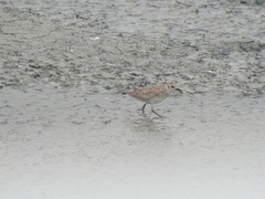 Pluvialis squatarola