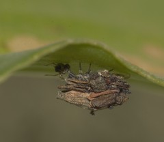 Neuroptera