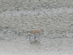 Pluvialis squatarola