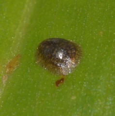 Coccoidea